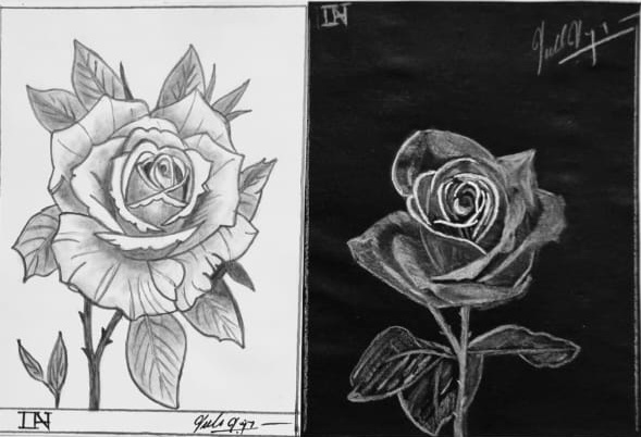 The white pencil on black paper rose sketch